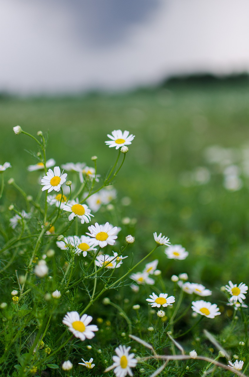 chamomile, flowers, field-4751118.jpg